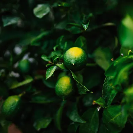 Sea Magic Park Cyprus Mup