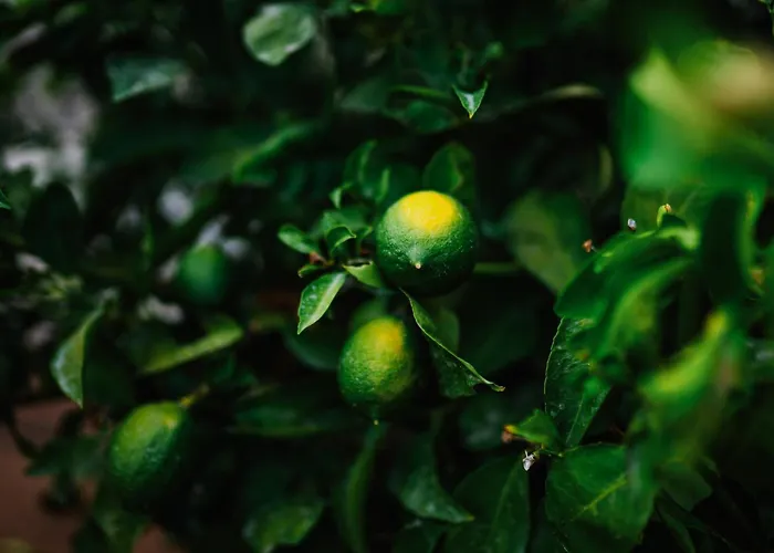 Sea Magic Park Cyprus Mup